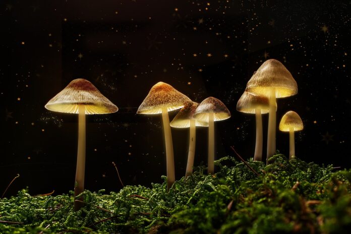 Psilocybin Therapy